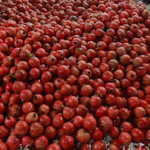 Pomegranate
