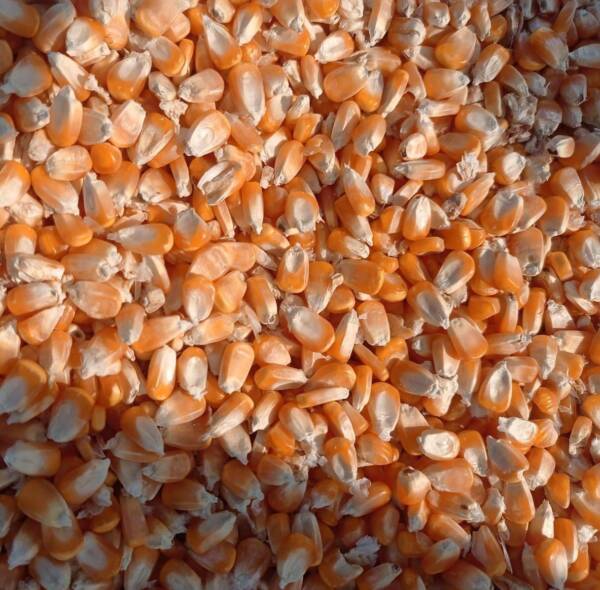 Yellow Maize
