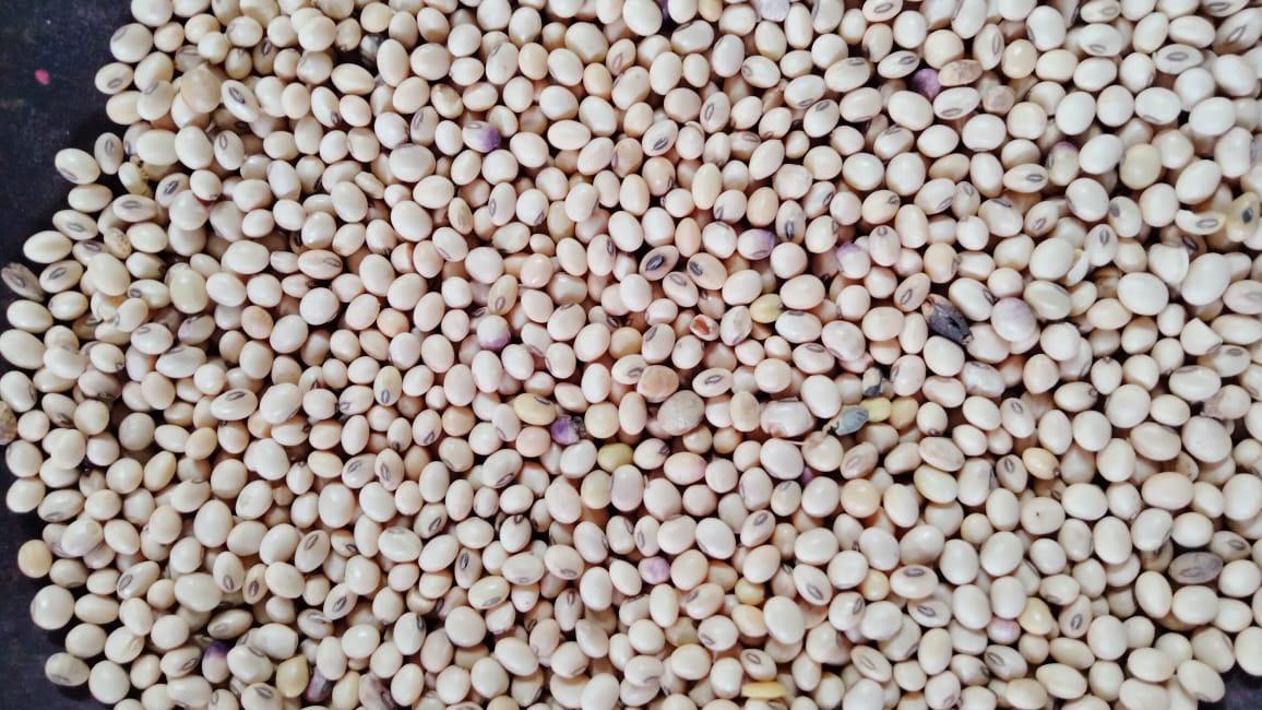 Soybean - Image 2