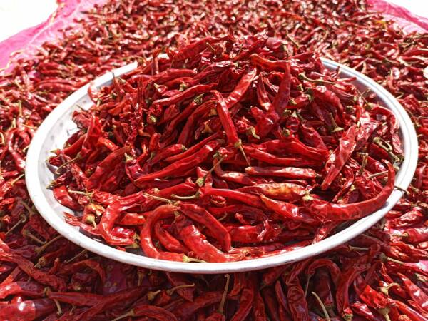 nature, dry chili, hot, spice, flavor, harvest, organic