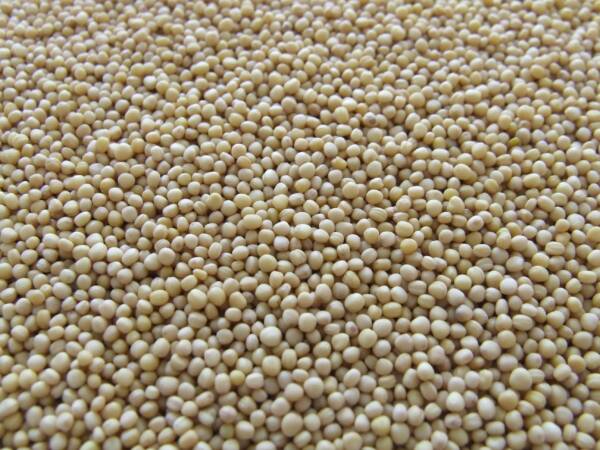 Detailed close-up of uncooked soy beans showcasing their texture and natural color.