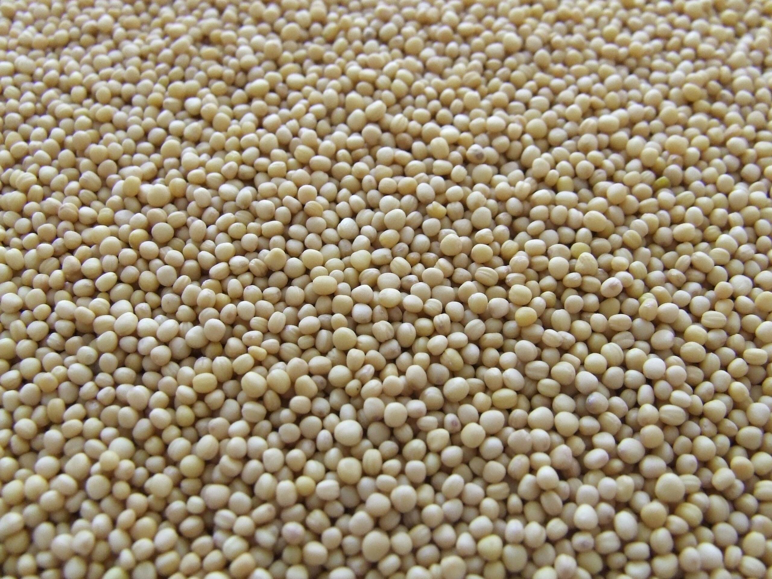 Detailed close-up of uncooked soy beans showcasing their texture and natural color.